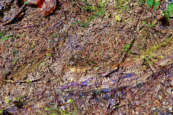 Detaillierte Nahsicht Auf Herbstliche Waldbodenstrukturen — Stockfoto