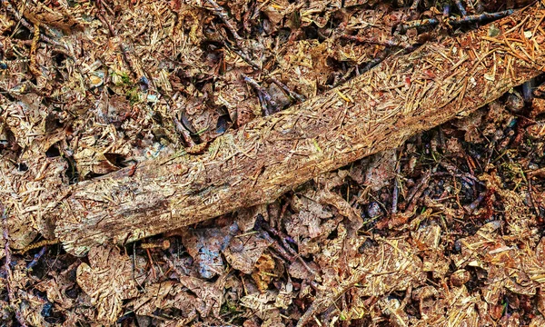 Detaillierte Nahsicht Auf Herbstliche Waldbodenstrukturen — Stockfoto