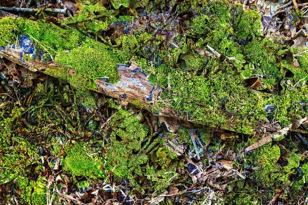 Detaillierte Nahsicht Auf Herbstliche Waldbodenstrukturen — Stockfoto