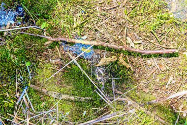 Sonbahar ormanı zemin dokularının detaylı yakın görüntüsü