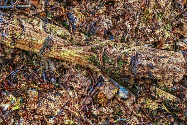 Detaillierte Nahaufnahme Von Waldbodentexturen Hoher Auflösung — Stockfoto