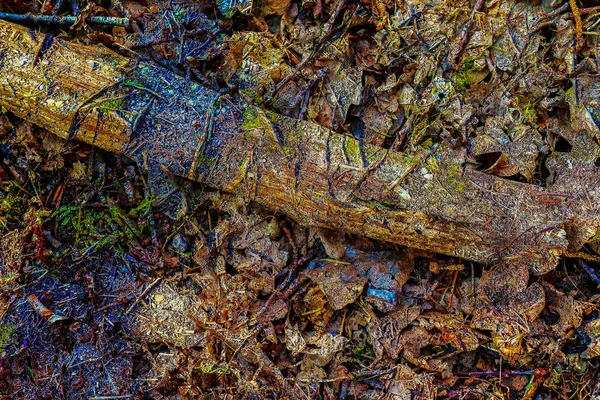 高解析度森林地面结构的详细特写 — 图库照片