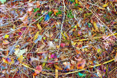 Yüksek çözünürlükteki orman zeminindeki dokular hakkında detaylı bilgi