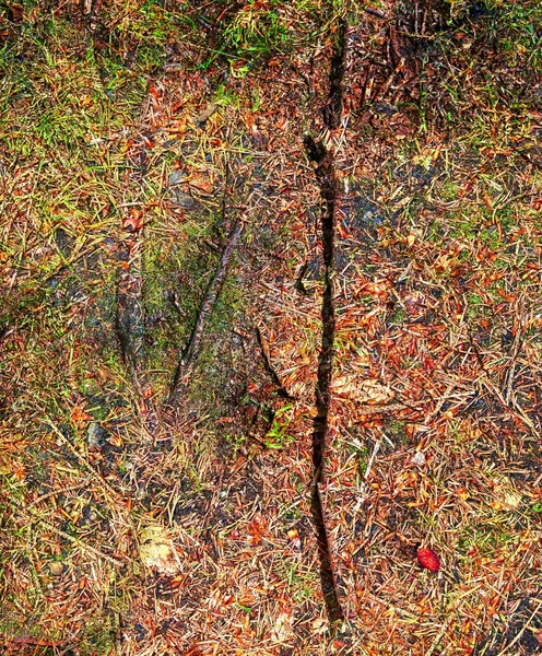 Detaljerad Närbild Skogsmarkens Texturer Med Hög Upplösning — Stockfoto
