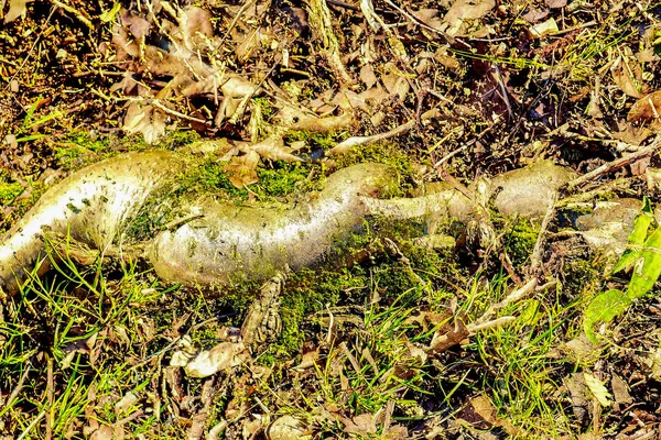 Yüksek Çözünürlükteki Orman Zeminindeki Dokular Hakkında Detaylı Bilgi — Stok fotoğraf