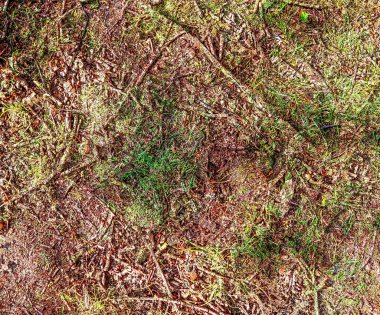 Mevsimsel orman zemin dokularının detaylı yakın görüntüsü