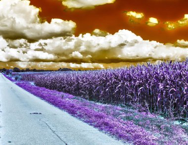 Güzel, mor kızılötesi manzaralı bir yol ve ağaçla