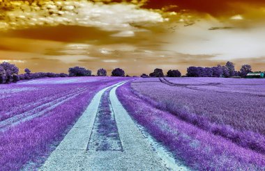Güzel, mor kızılötesi manzaralı bir yol ve ağaçla