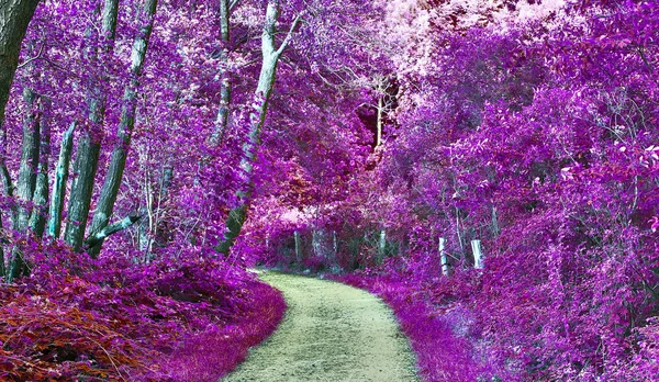 Beau Paysage Infrarouge Violet Avec Une Route Des Arbres — Photo