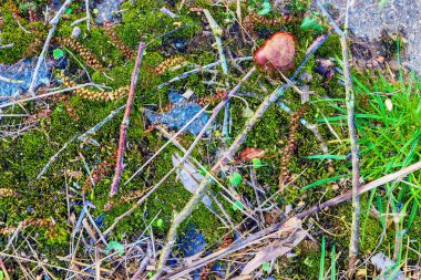 Yüksek çözünürlükteki orman zemininin detaylı yakın görüntüsü