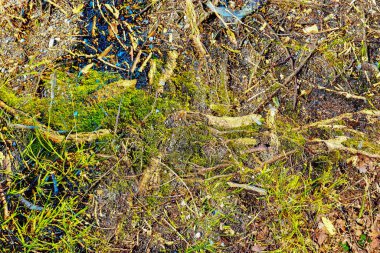 Yüksek çözünürlükteki orman zemininin detaylı yakın görüntüsü