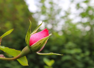 Beautiful colored valentines day rose blossom in a close up view