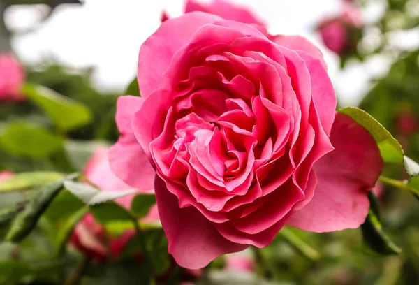 Bonito Dia Dos Namorados Coloridos Rosa Flor Uma Visão Perto — Fotografia de Stock