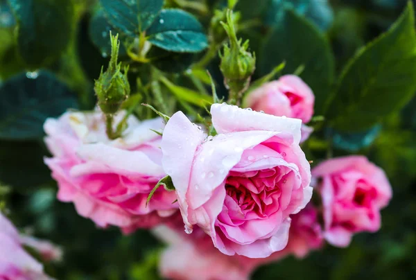 Schöne Farbige Valentinstag Rosenblüte Einer Nahaufnahme — Stockfoto