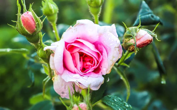 Schöne Farbige Valentinstag Rosenblüte Einer Nahaufnahme — Stockfoto