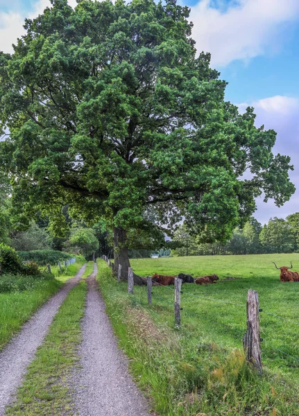 Beautiful Green Agricultural Landscape Blue Sky Some Clouds — Stock Photo, Image