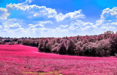 Beautiful purple infrared landscape with fields and trees