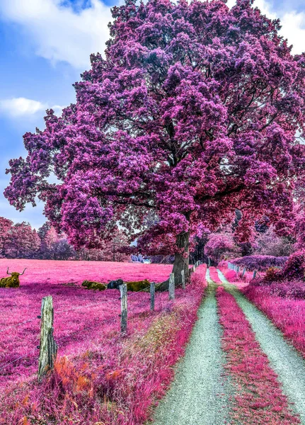 Krásná Fialová Infračervená Krajina Poli Stromy — Stock fotografie