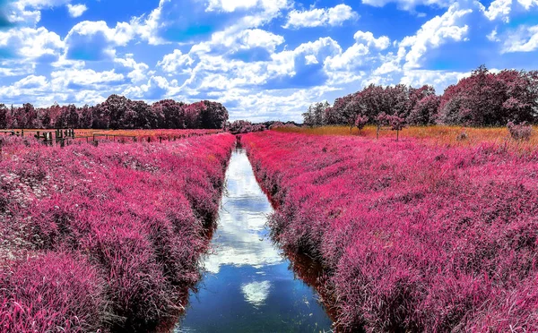 Bellissimo Paesaggio Infrarossi Viola Con Campi Alberi — Foto Stock