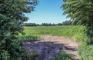 Çimenli ve ağaçlı güzel yaz manzarası