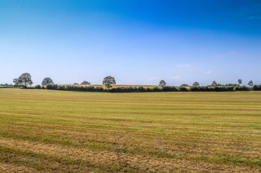 Çimenli ve ağaçlı güzel yaz manzarası