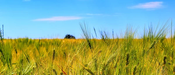 Красивая Панорама Сельскохозяйственных Культур Пшеничных Полей Солнечный День Летом — стоковое фото