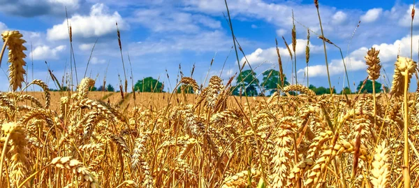 Beautiful Panorama Agricultural Crop Wheat Fields Sunny Day Summer — 스톡 사진