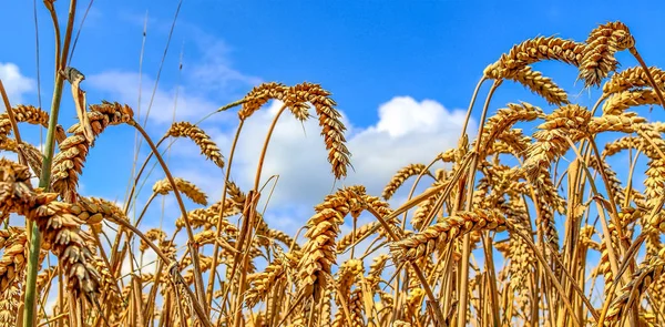 Beautiful Panorama Agricultural Crop Wheat Fields Sunny Day Summer — 스톡 사진