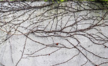 Modern binalardaki yıpranmış beton ve beton duvarlar yakından inceleniyor.