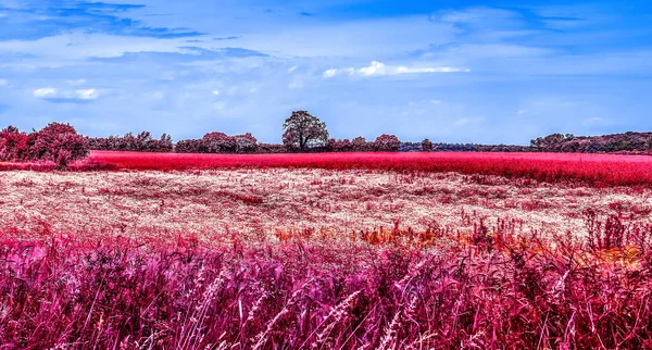 深い青空と北ヨーロッパの風景の美しいピンクの赤外線ショット — ストック写真