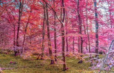 Kızıl ötesi görüş, sihirli pembe ve mor bir orman.