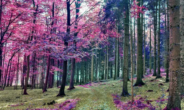 Vue Infrarouge Dans Une Forêt Rose Violette Magique — Photo