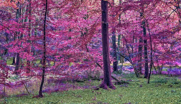 Infračervený Pohled Kouzelného Růžového Purpurového Lesa — Stock fotografie