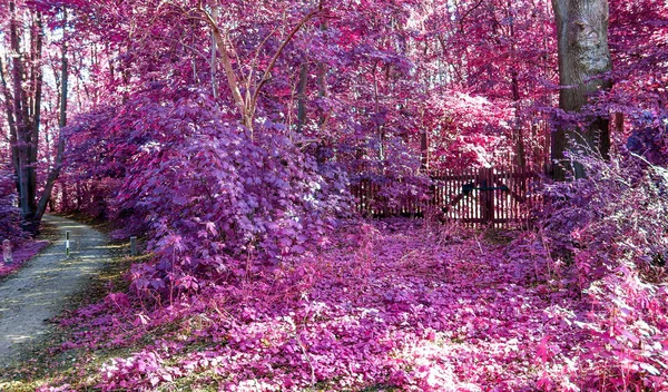 Vue Infrarouge Dans Une Forêt Rose Violette Magique — Photo