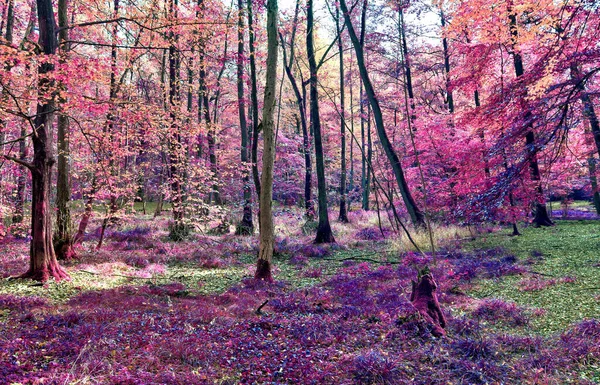 Magický Infračervený Pohled Severoevropského Lesa Létě — Stock fotografie