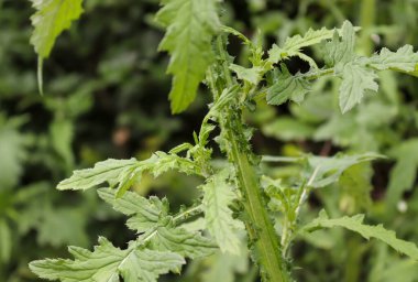 Yeşil ve taze yaprak dokusu güneşli ve yakın bir görüntüde.