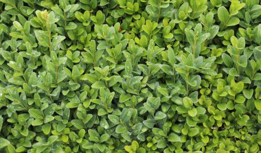 Yeşil ve taze yaprak dokusu güneşli ve yakın bir görüntüde.