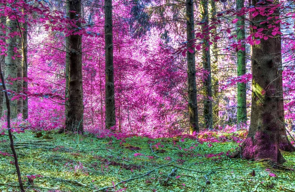 Красивый Инфракрасный Лесной Ландшафт Розовых Фиолетовых Цветах — стоковое фото