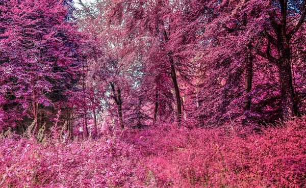 Bela Paisagem Floresta Infravermelha Cores Rosa Roxo — Fotografia de Stock