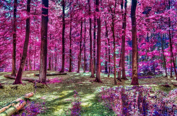 Piękny Krajobraz Lasu Podczerwień Różowych Fioletowych Kolorach — Zdjęcie stockowe