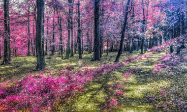 Pembe ve mor renkli güzel kızılötesi orman manzarası