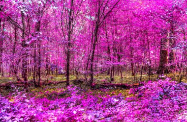Pembe ve mor renkli güzel kızılötesi orman manzarası
