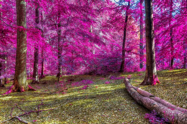 Beau Paysage Forestier Infrarouge Aux Couleurs Rose Violet — Photo