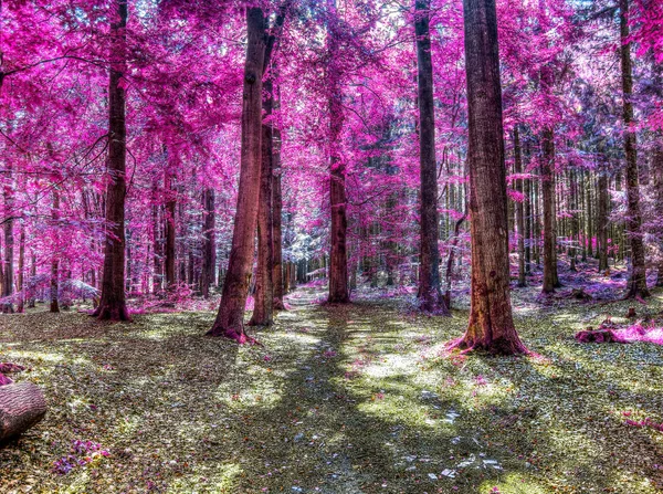 Krásná Infračervená Lesní Krajina Růžových Fialových Barvách — Stock fotografie