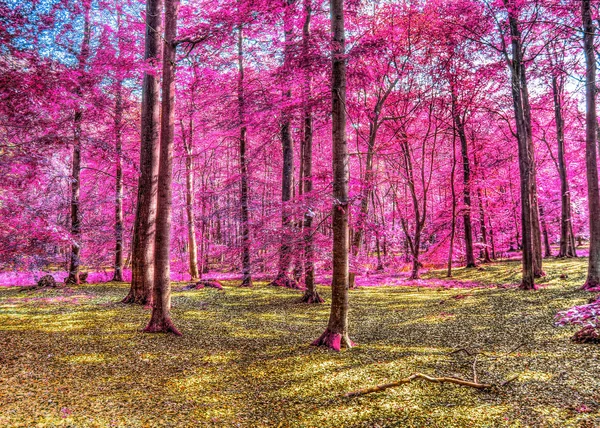 Belos Tiros Infravermelhos Rosa Roxo Uma Floresta — Fotografia de Stock