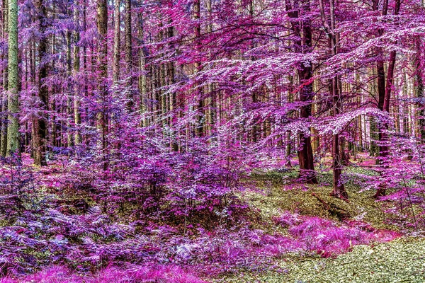 Krásné Růžové Fialové Infračervené Záběry Lesa — Stock fotografie