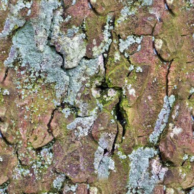 Yüksek çözünürlüklü ağaç kabuğunun fotogerçekçi, pürüzsüz dokusu