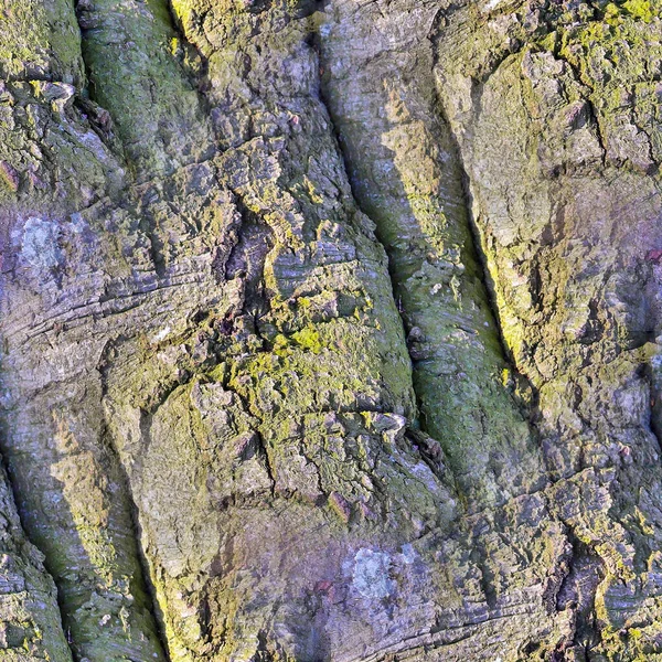 Photo Realistic Seamless Texture Pattern Tree Bark High Resolution — Stock Photo, Image