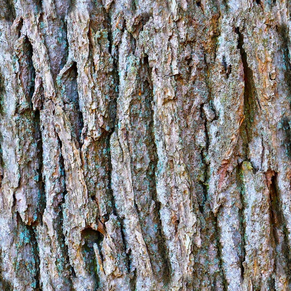 Fotorealistisk Sömlös Struktur Mönster Träd Bark Hög Upplösning — Stockfoto