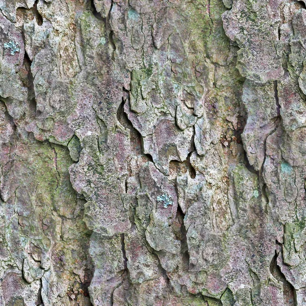 Yüksek Çözünürlüklü Ağaç Kabuğunun Fotogerçekçi Pürüzsüz Dokusu — Stok fotoğraf